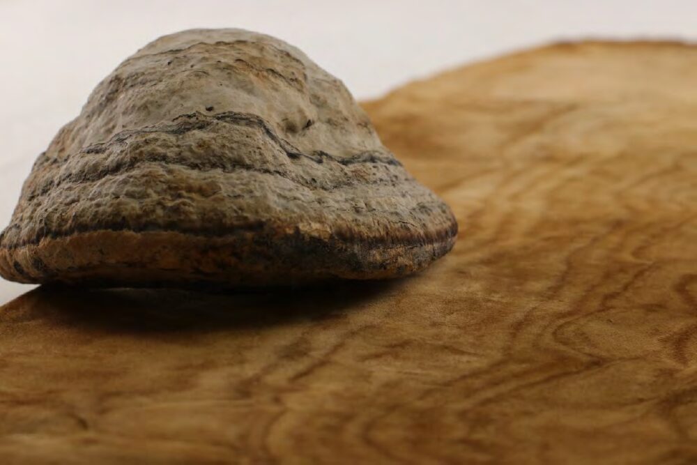 Muskin - Grado Zero